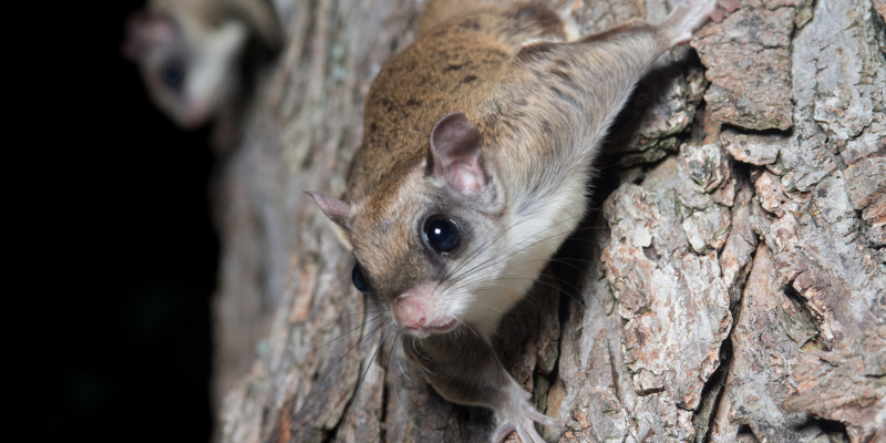 Flying Squirrel Removal